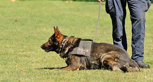 Ohio District Adds Drug-Sniffing Dog to Patrol Schools -- Campus ...